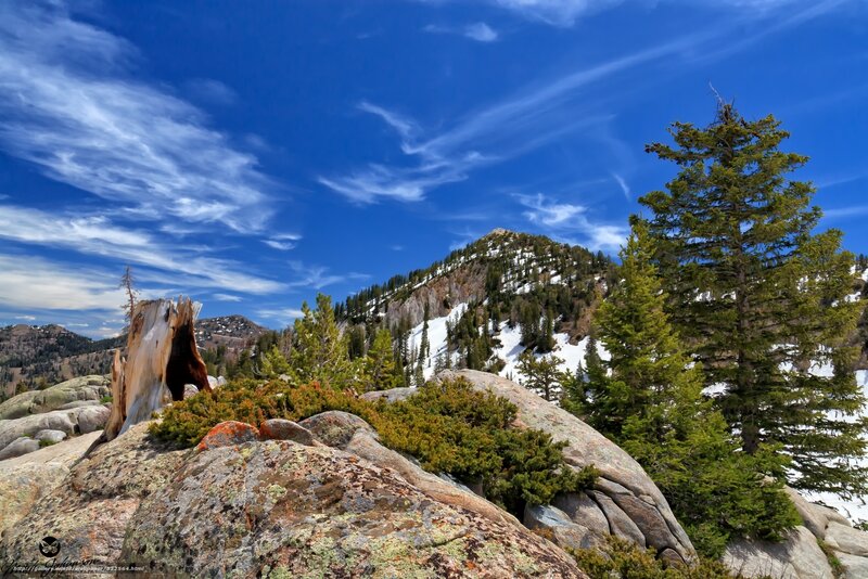 Mountain landscape with snow and trees