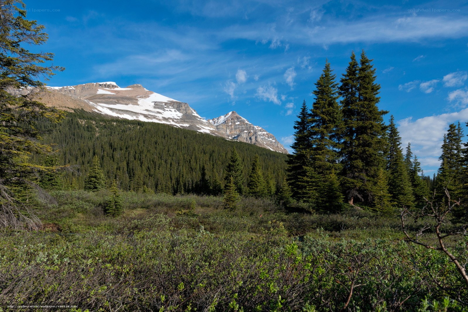 Mountain landscape with snow and trees