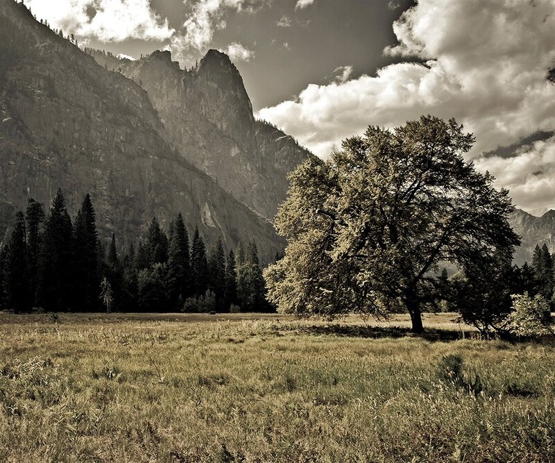Mountain landscape with tree