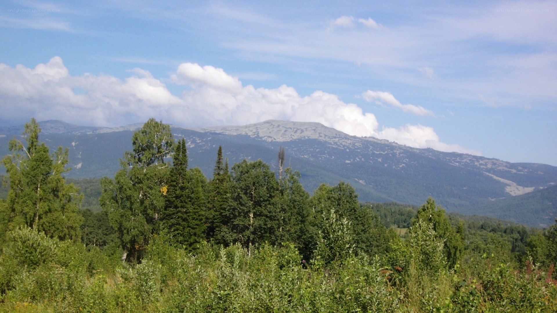 mountain landscape with trees