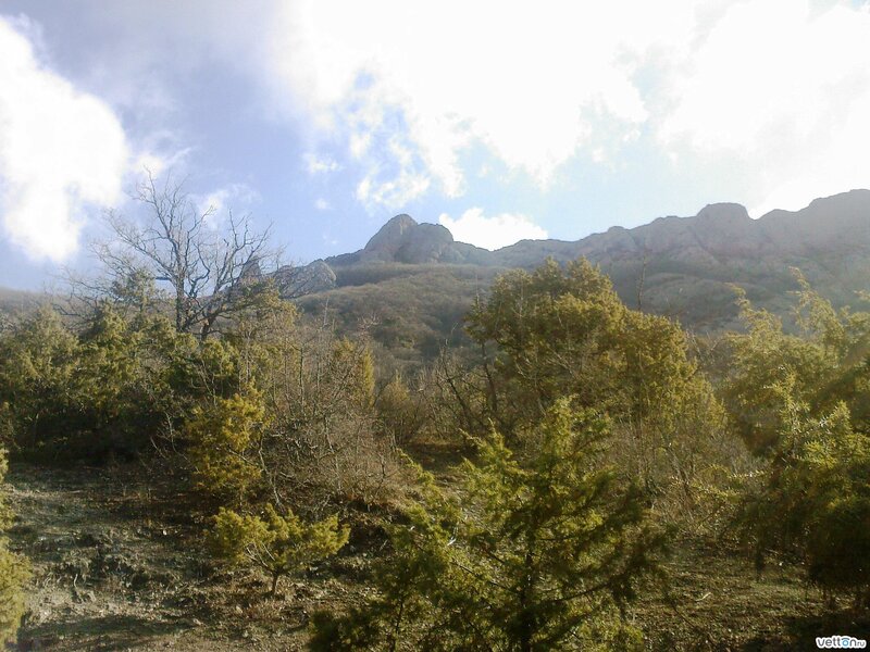 Mountain landscape with trees