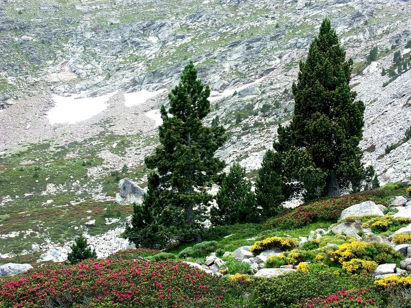 Mountain Landscape with Trees — Green, Serene, Summer