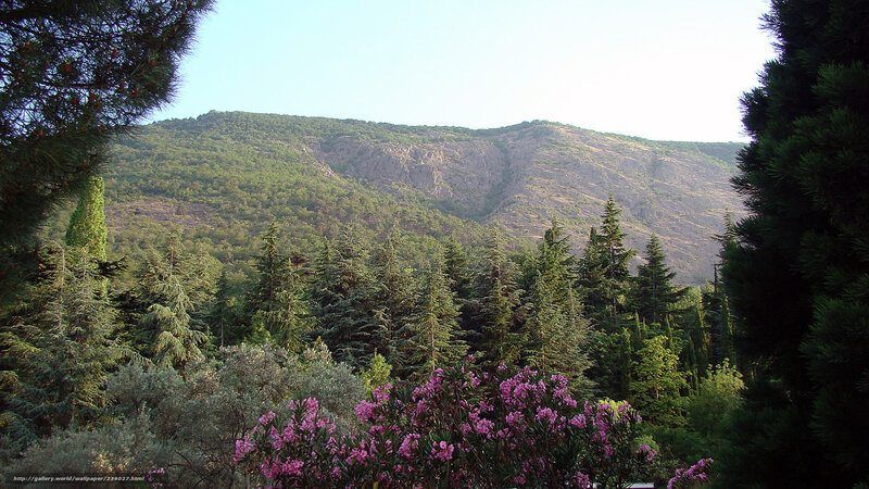Mountain landscape with trees