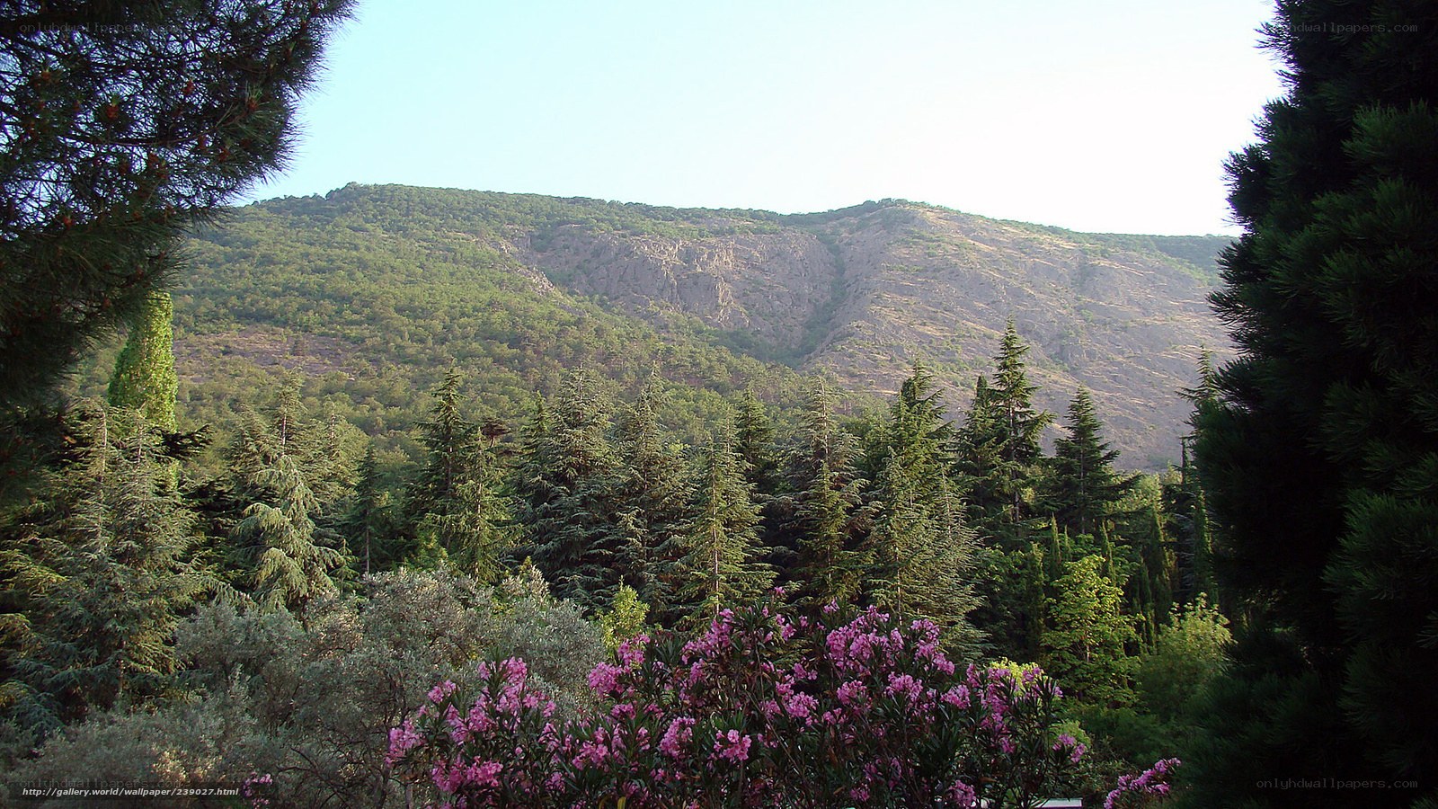 Mountain landscape with trees