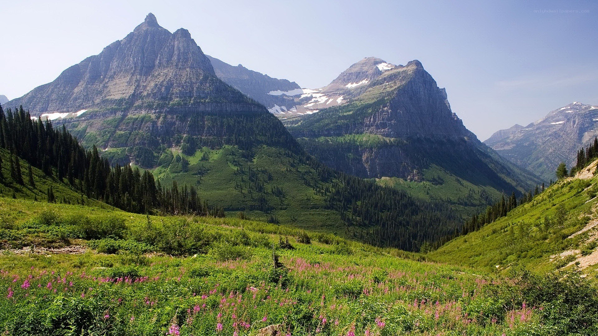 mountain landscape with wildflowers