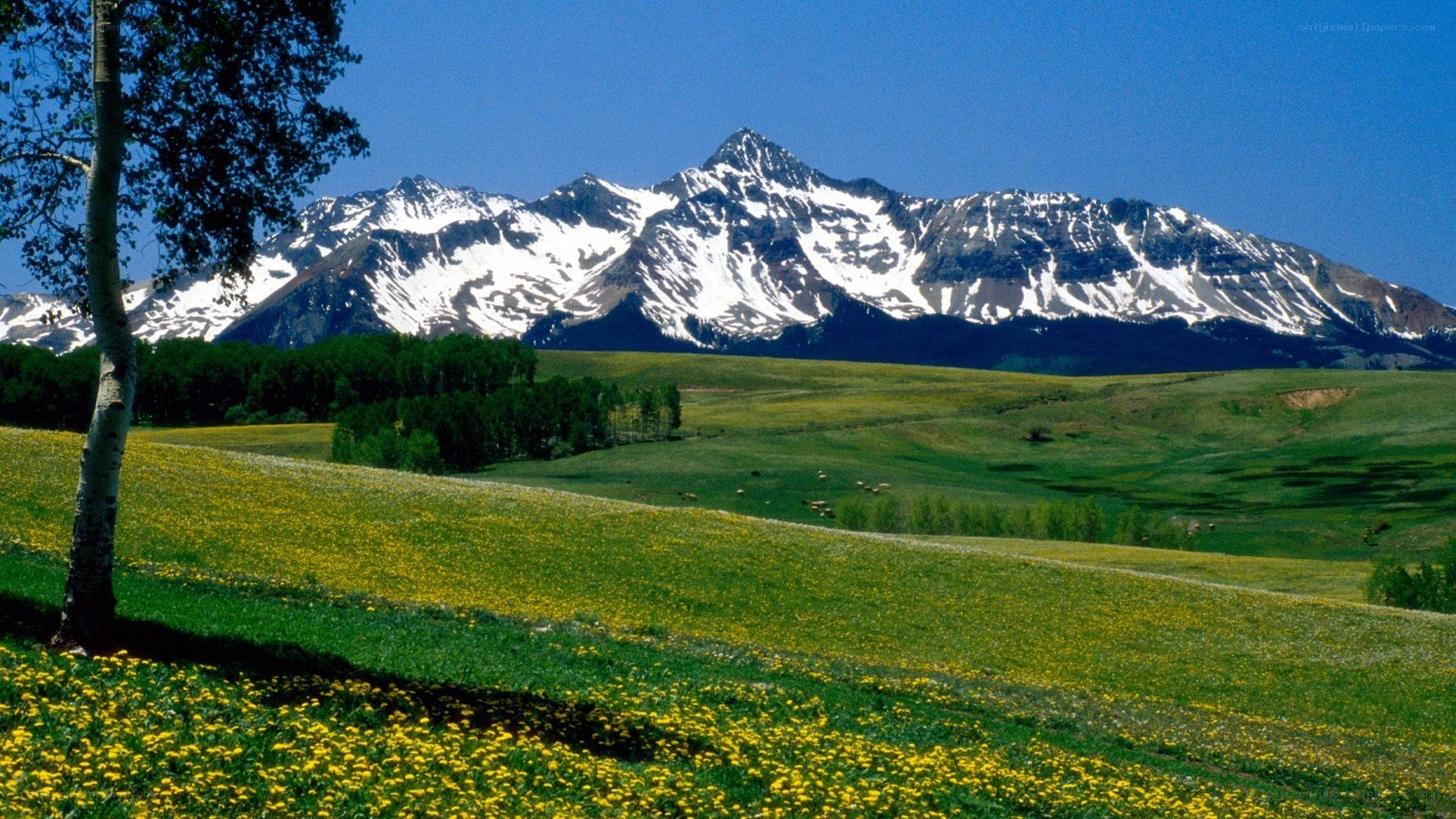 Mountain landscape with wildflowers