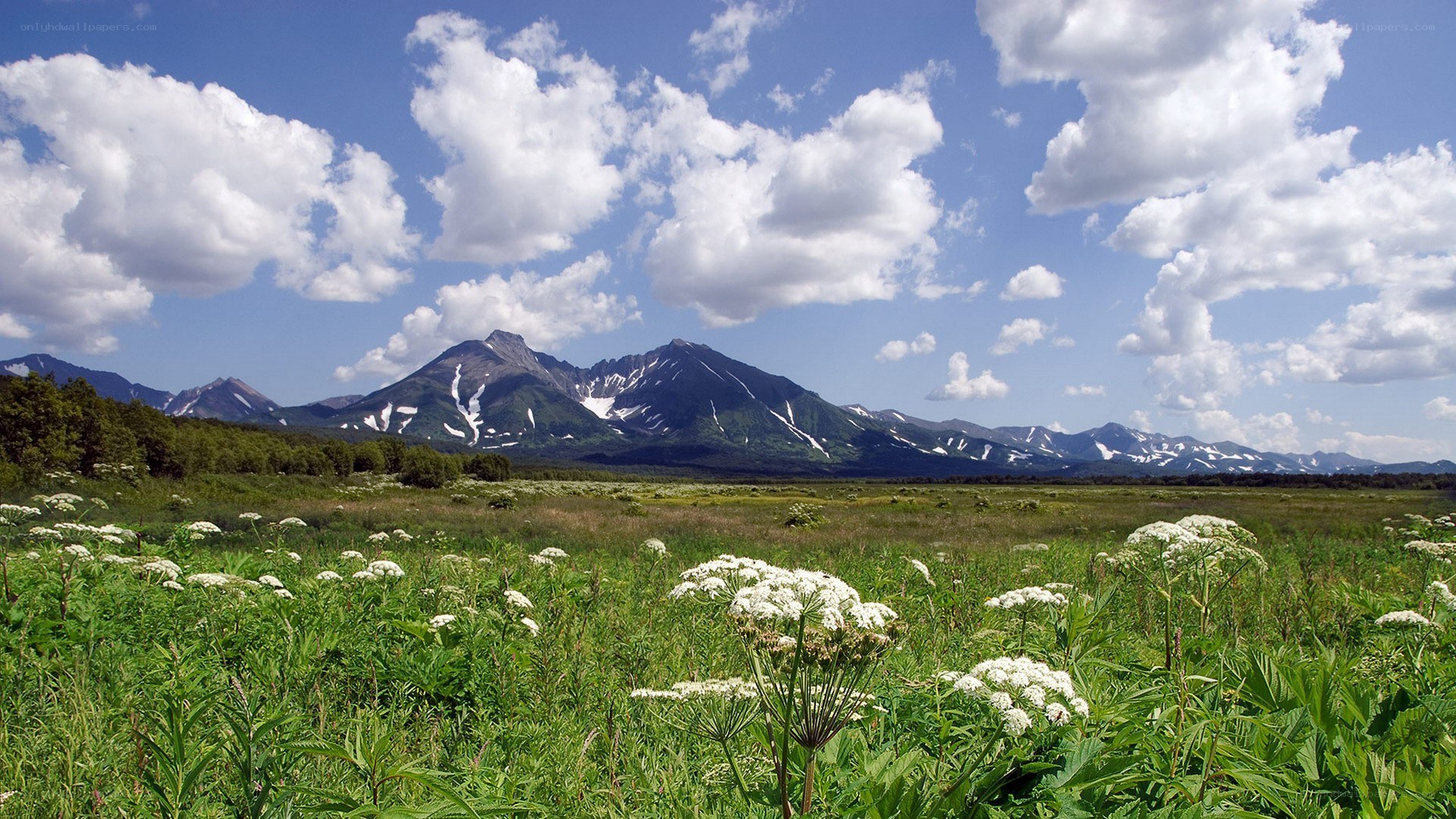 Mountain landscape with wildflowers