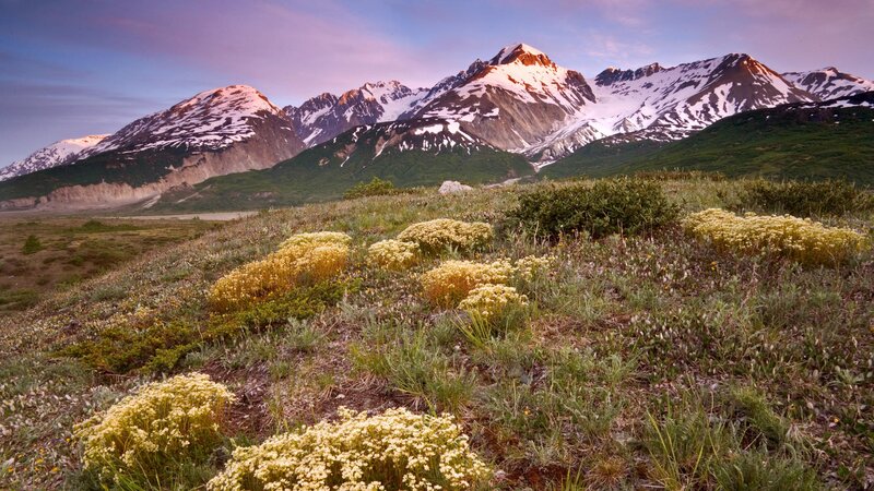 Mountain landscape with wildflowers