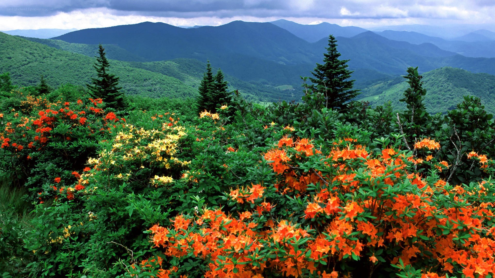 mountain landscape with wildflowers