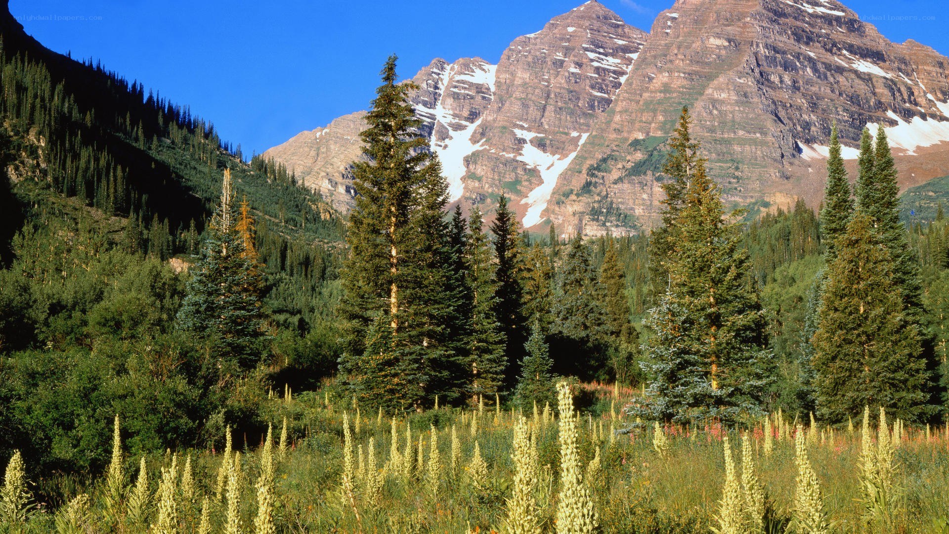 Mountain landscape with wildflowers