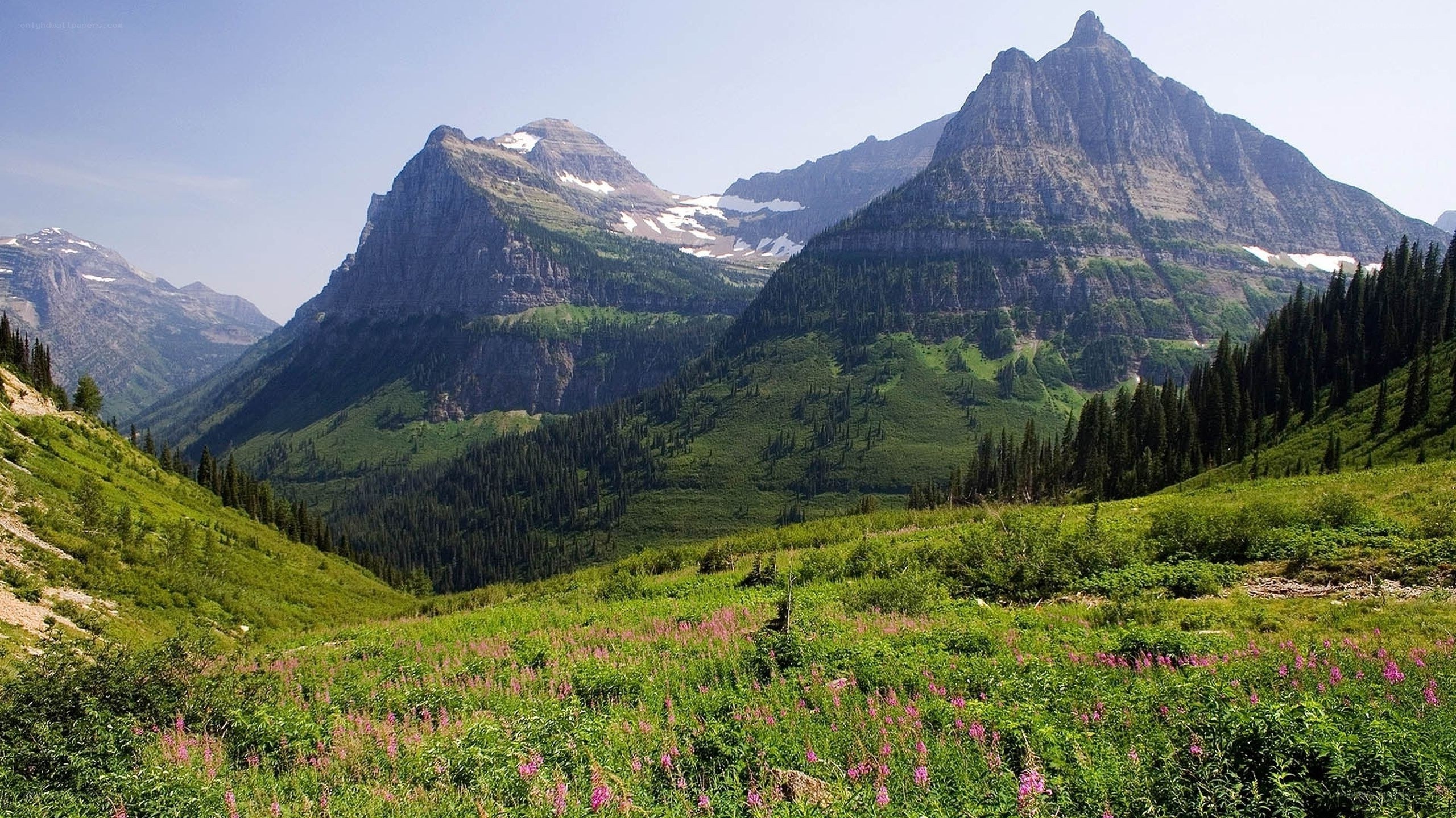mountain landscape with wildflowers