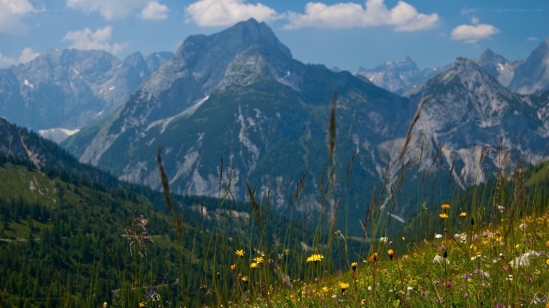 Mountain landscape with wildflowers