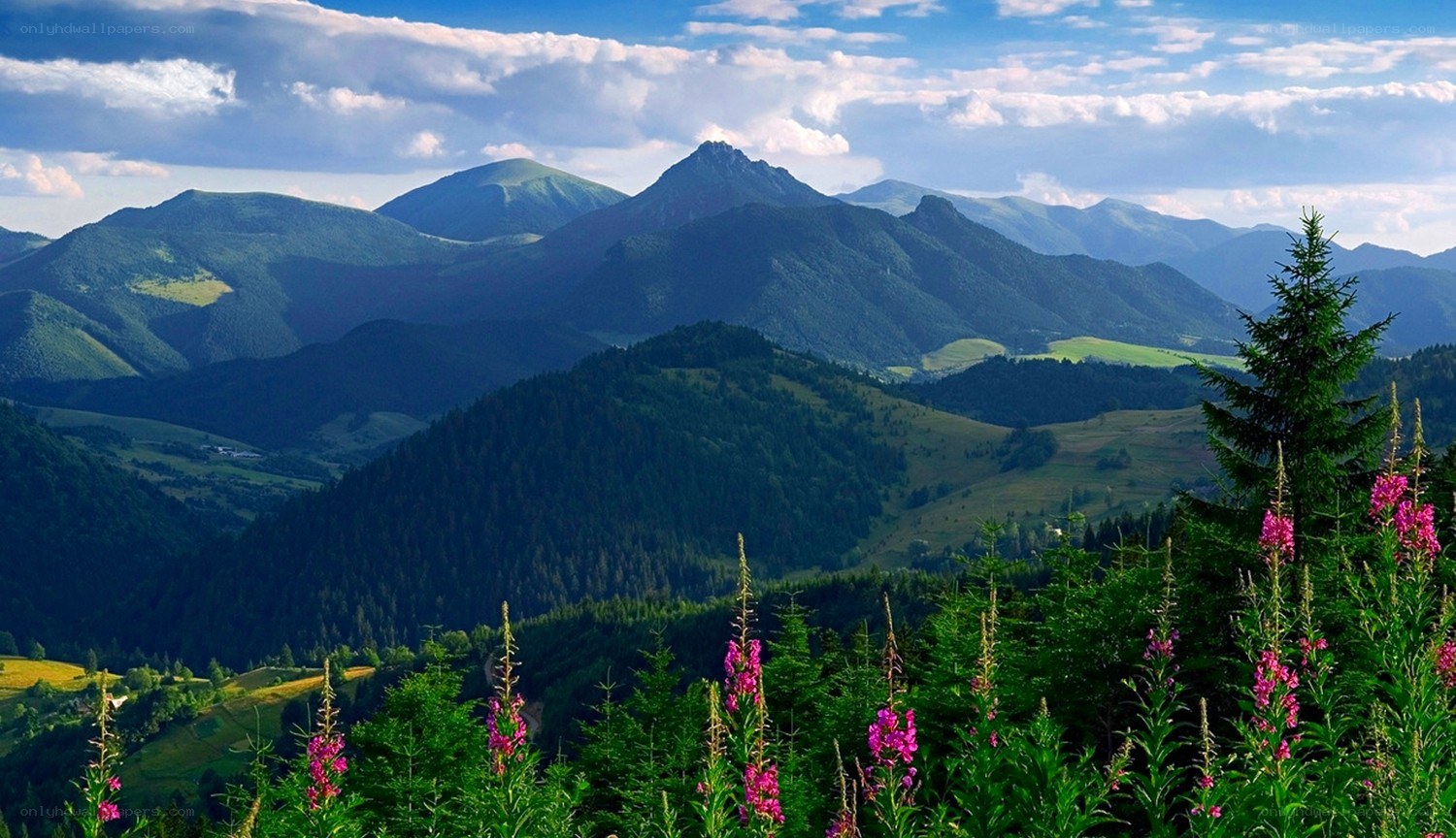 mountain landscape with wildflowers