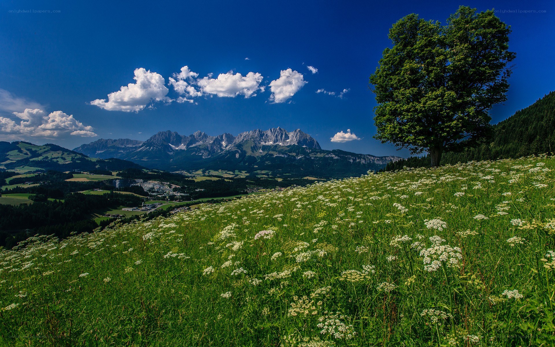 Mountain landscape with wildflowers