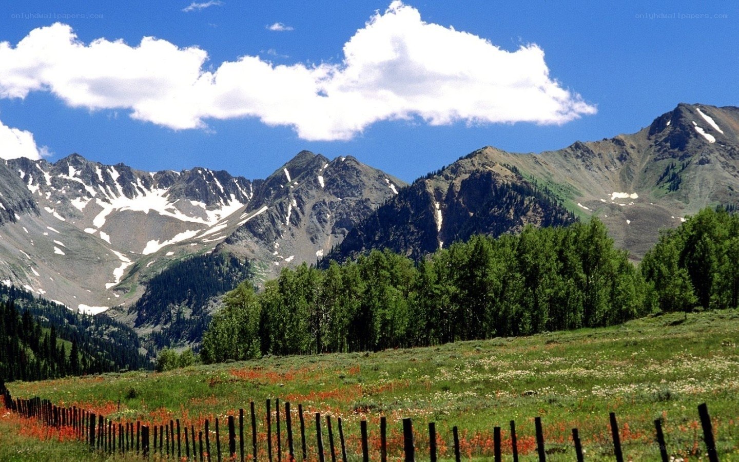 Mountain landscape with wildflowers