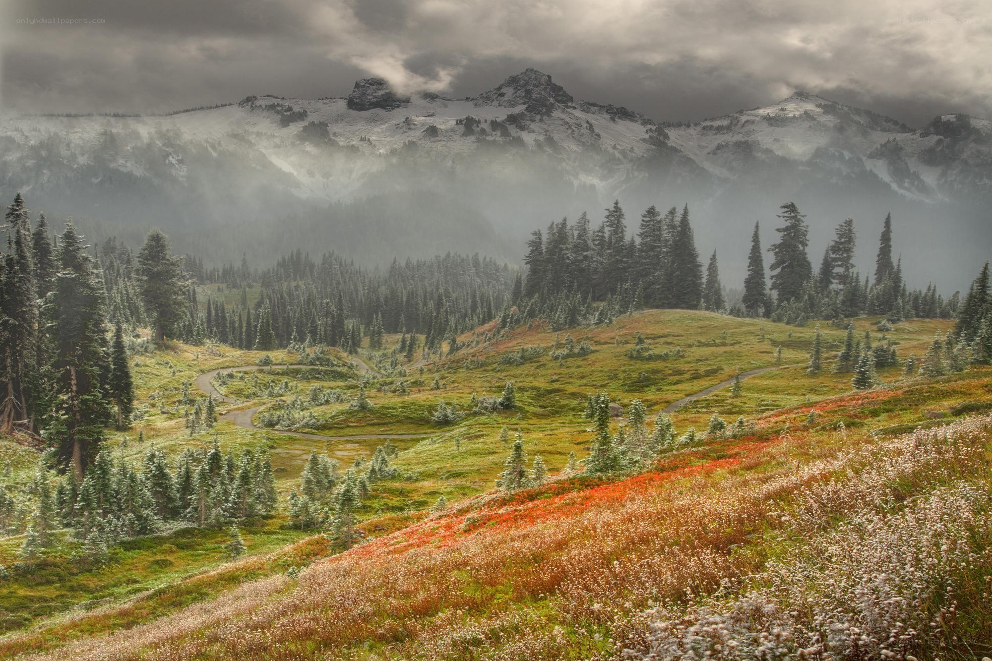 Mountain landscape with wildflowers