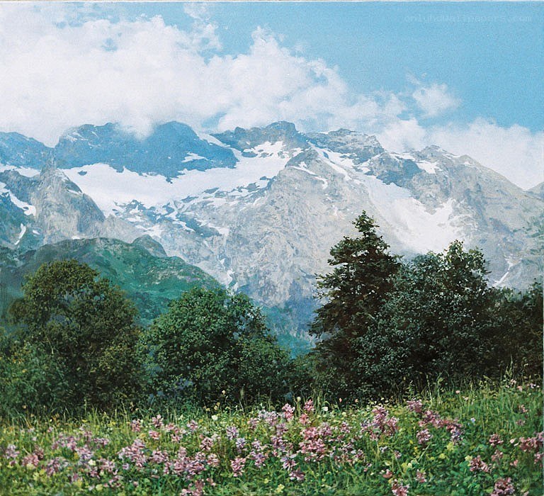 Mountain landscape with wildflowers