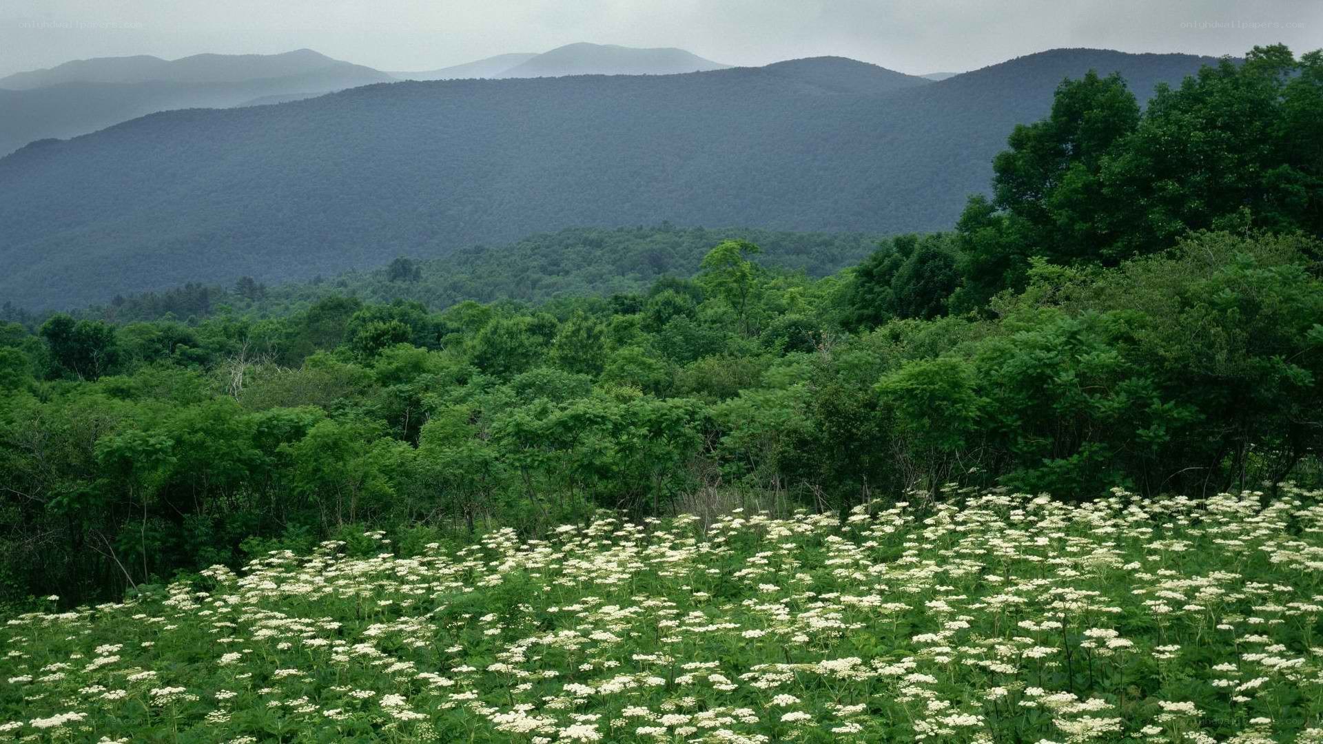 mountain landscape with wildflowers