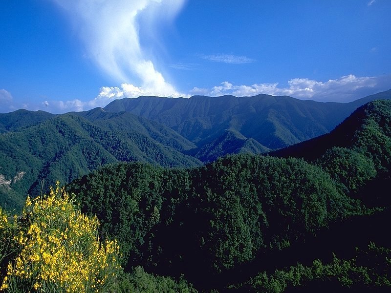 Mountain landscape with yellow flowers