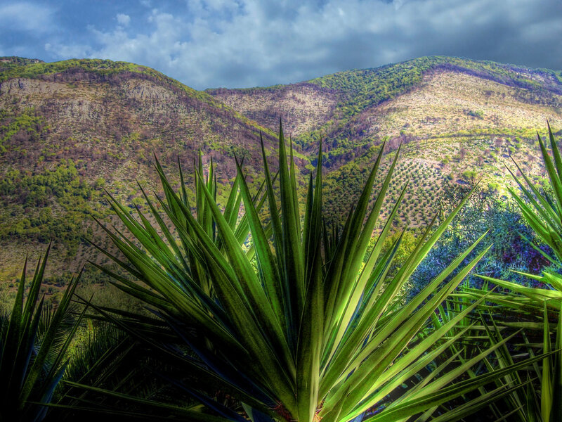 Mountain landscape with yucca plant