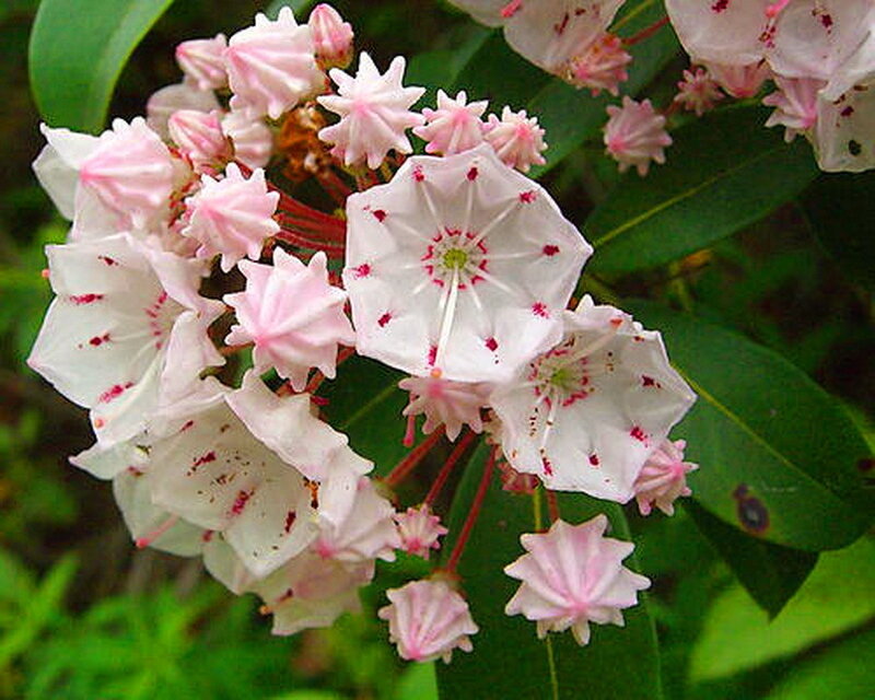 Mountain Laurel Flowers