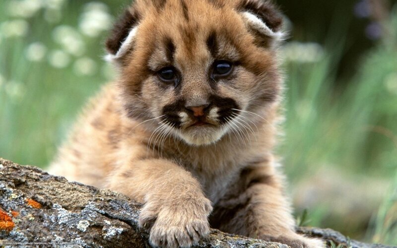 Mountain Lion Cub — Brown, Calm, Afternoon, Photograph, Rock