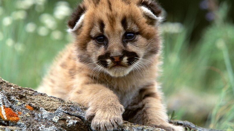 Mountain Lion Cub — Brown, Calm, Afternoon, Photograph
