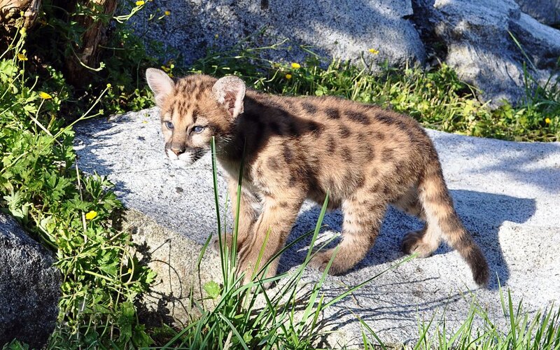 Mountain Lion Cub — Brown, Calm, Afternoon