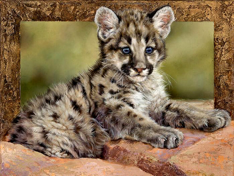Mountain Lion Cub — Brown, Calm