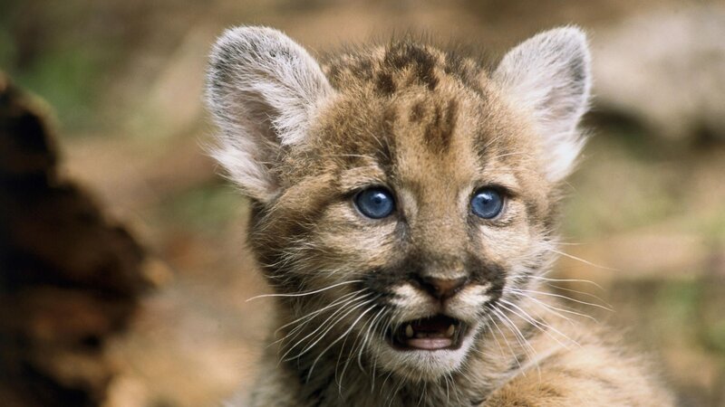 Mountain Lion Cub — Brown, Curious, Photograph