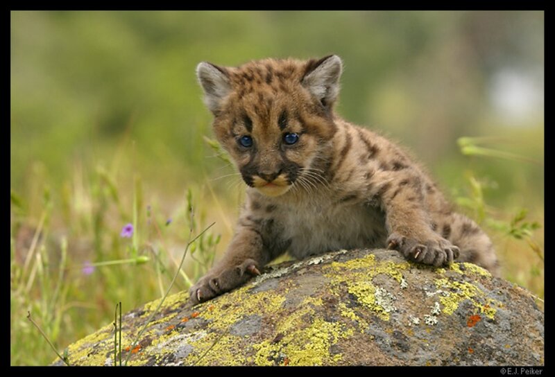 Mountain Lion Cub — Brown, Curious