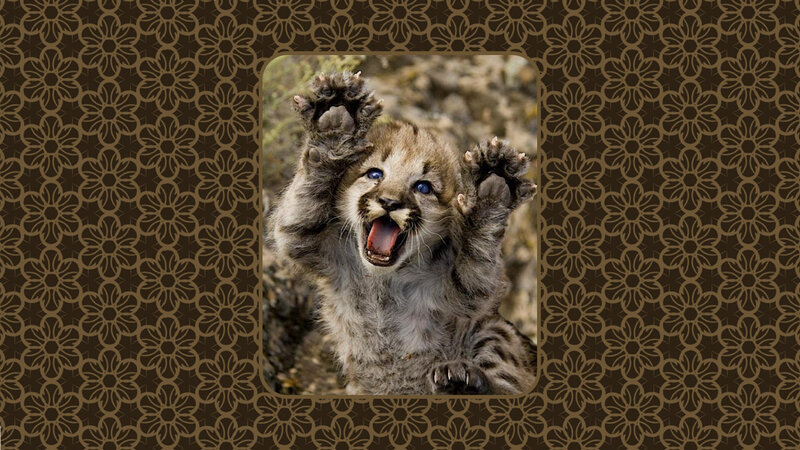 Mountain Lion Cub — Brown, Playful