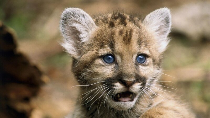 Mountain Lion Cub — Brown