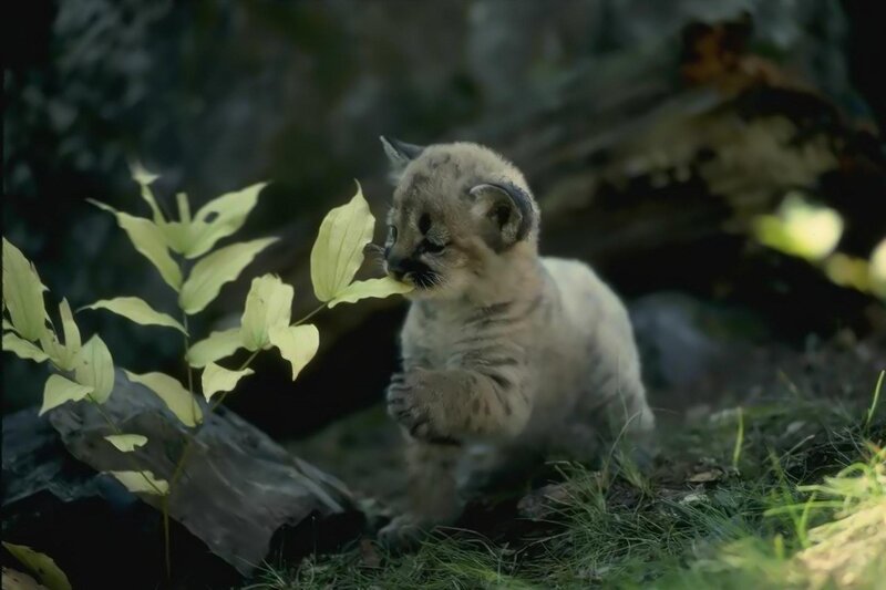 Mountain Lion Cub — Green