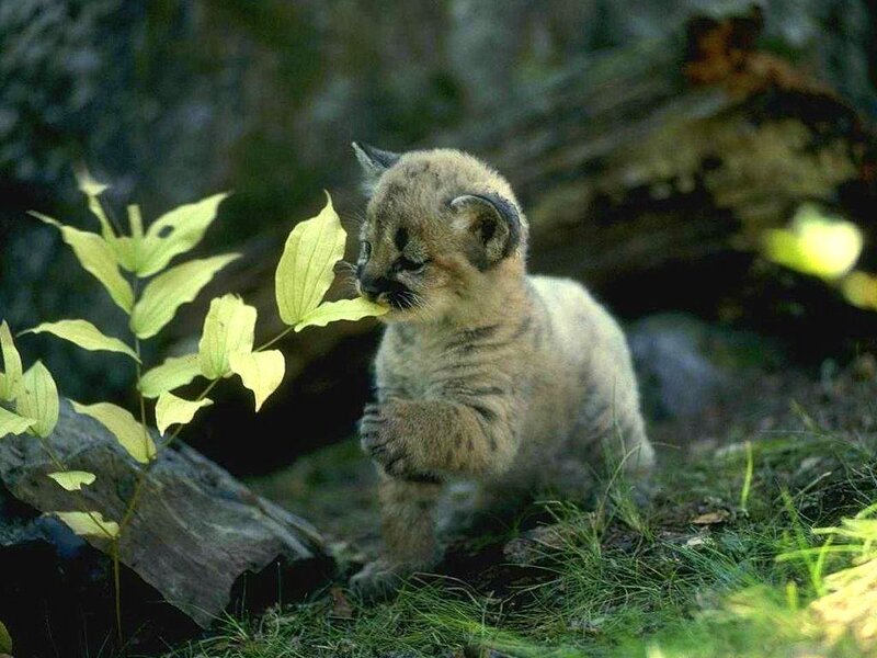 Mountain Lion Cub