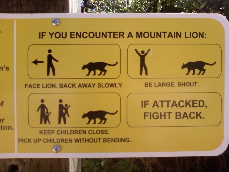 Mountain lion encounter safety sign