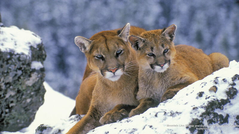 Mountain Lion Mother and Cub — Brown