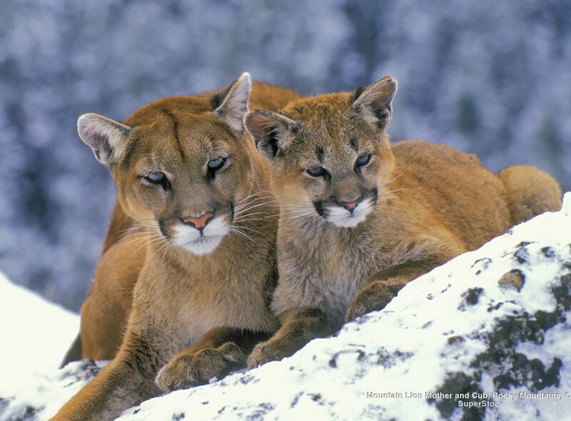 Mountain Lion Mother and Cub