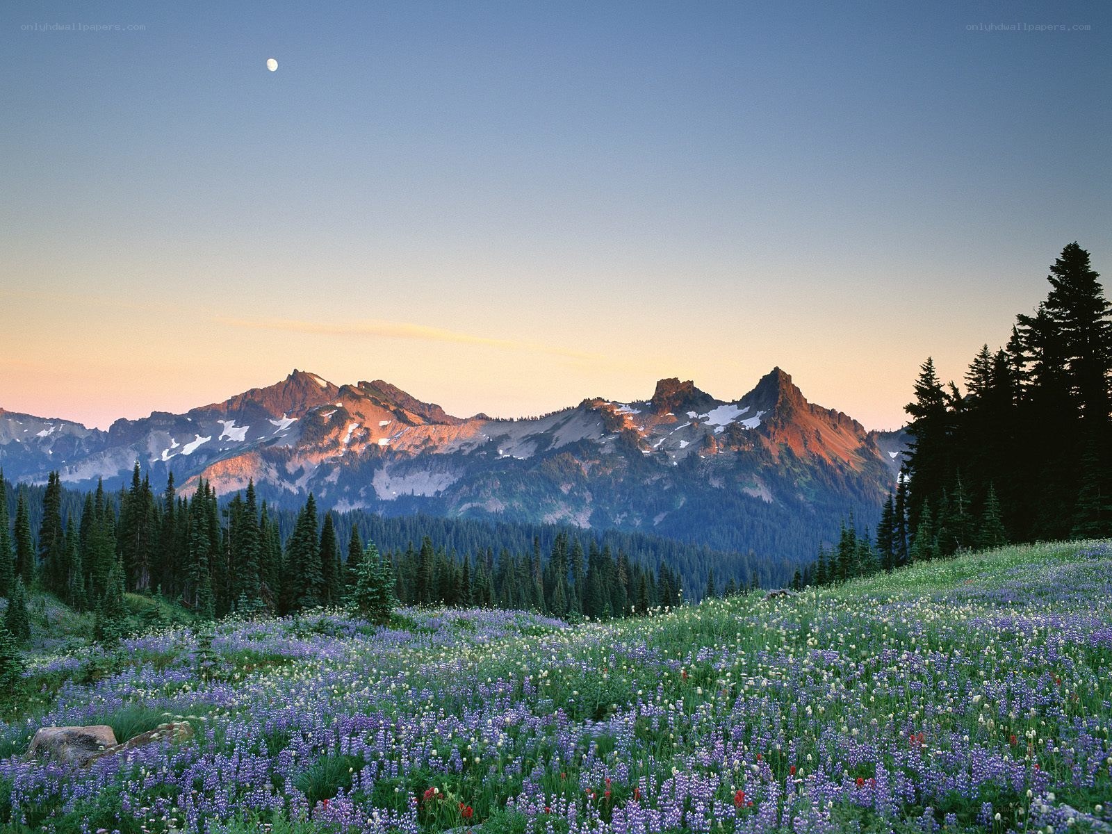 Mountain meadow at dusk