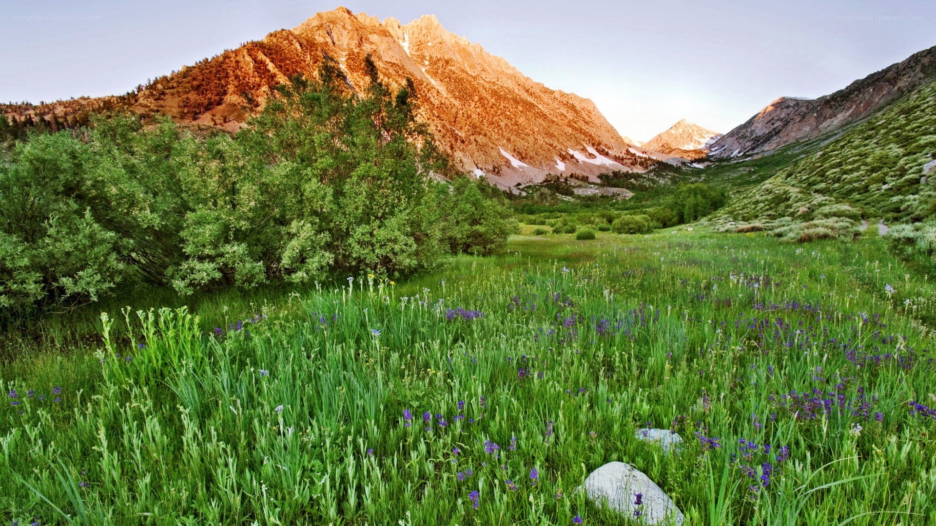 Mountain meadow at sunrise
