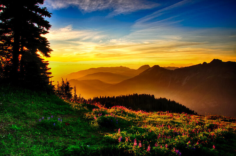 Mountain Meadow at Sunrise — Green, Serene, Photograph, Flowers