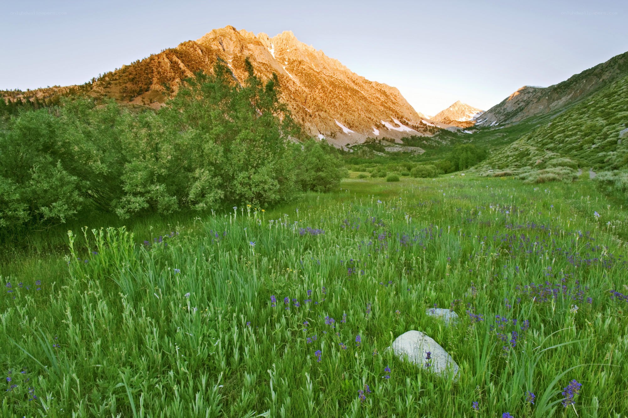 Mountain meadow at sunrise