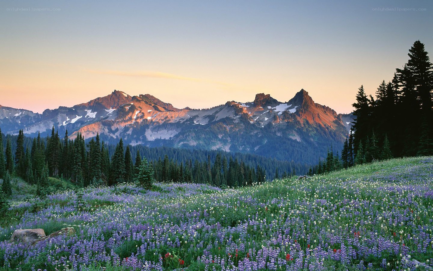 Mountain meadow at sunset