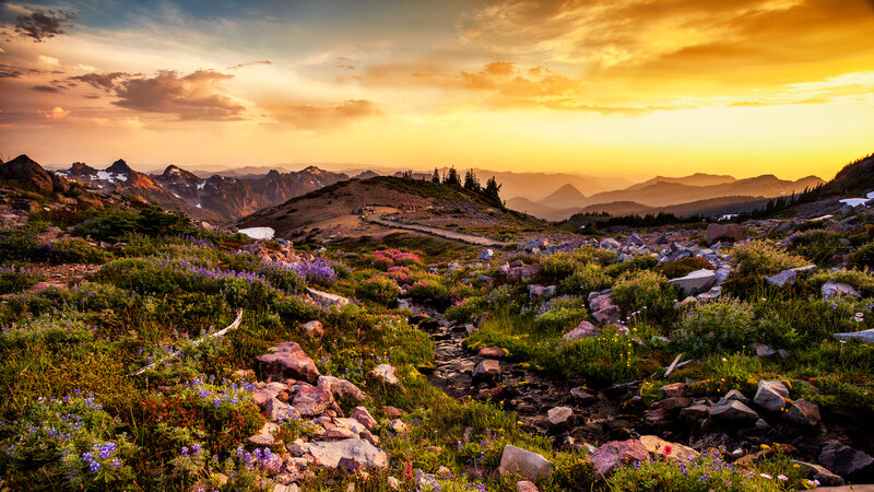 Mountain Meadow at Sunset — Yellow