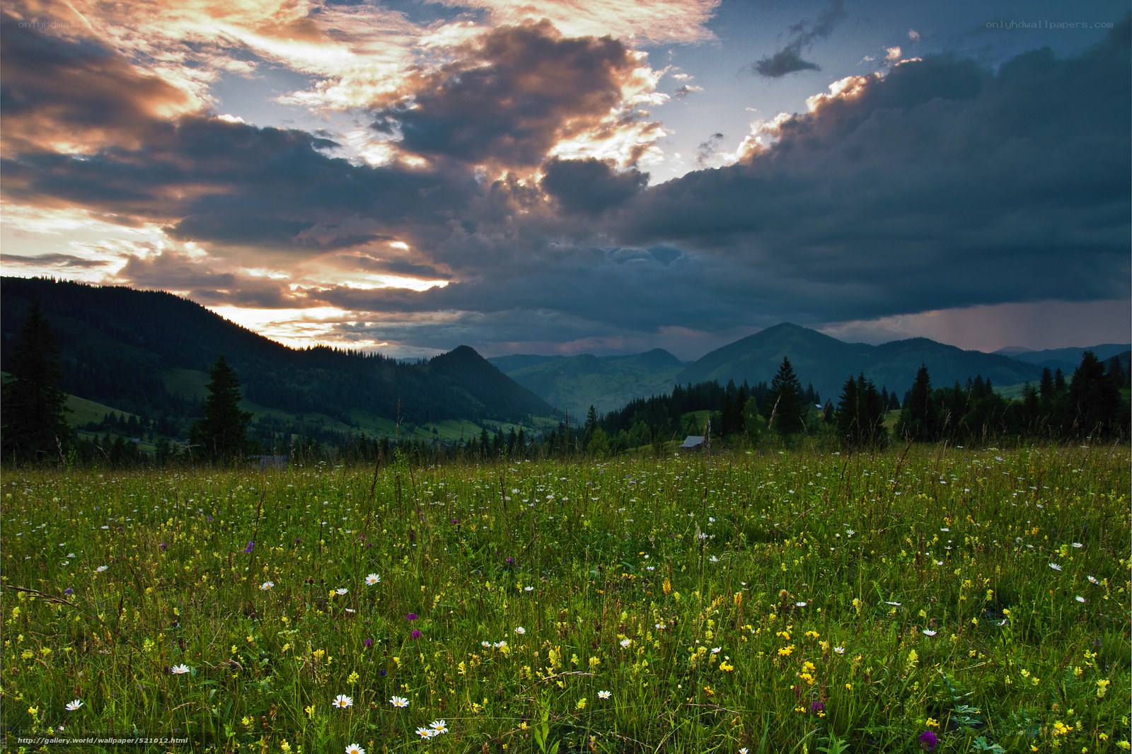Mountain meadow at sunset