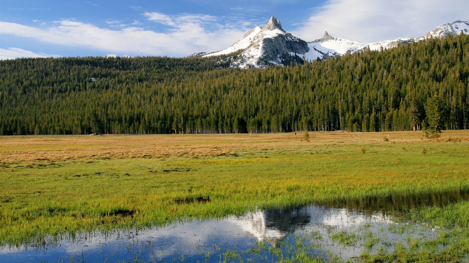 mountain meadow landscape