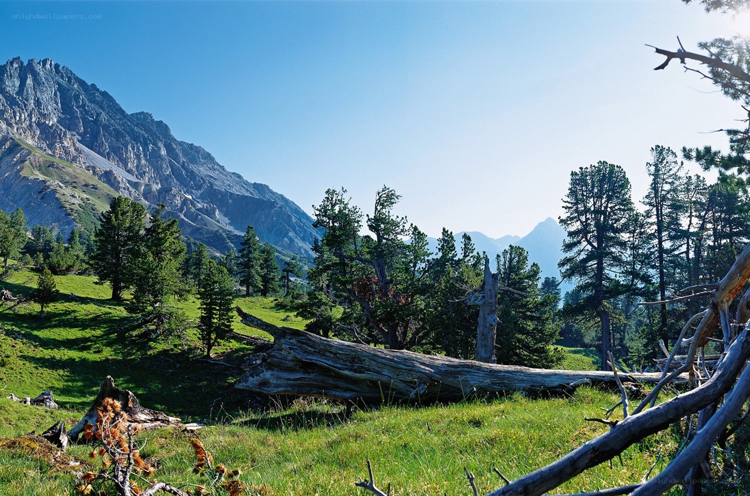 Mountain meadow with fallen tree