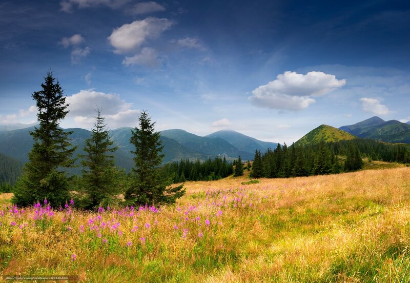 Mountain Meadow with Flowers — Blue, Serene