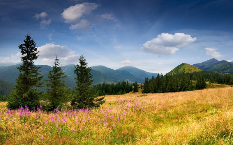 Mountain Meadow with Flowers — Blue