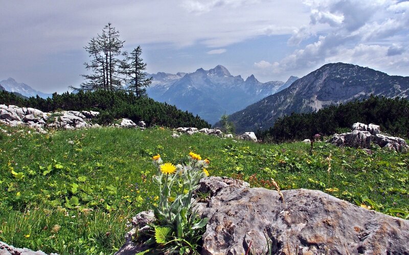 Mountain Meadow with Flowers — Green, Serene, Summer